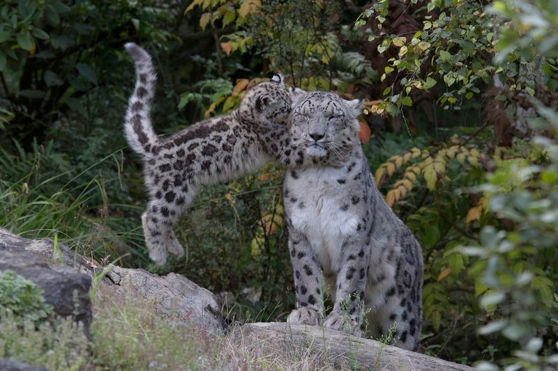 Illustration for article titled There's No Leopard Like SNOW Leopard!